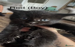 Mixed Breed cats for sale: Black mixed Kittens - Image 4