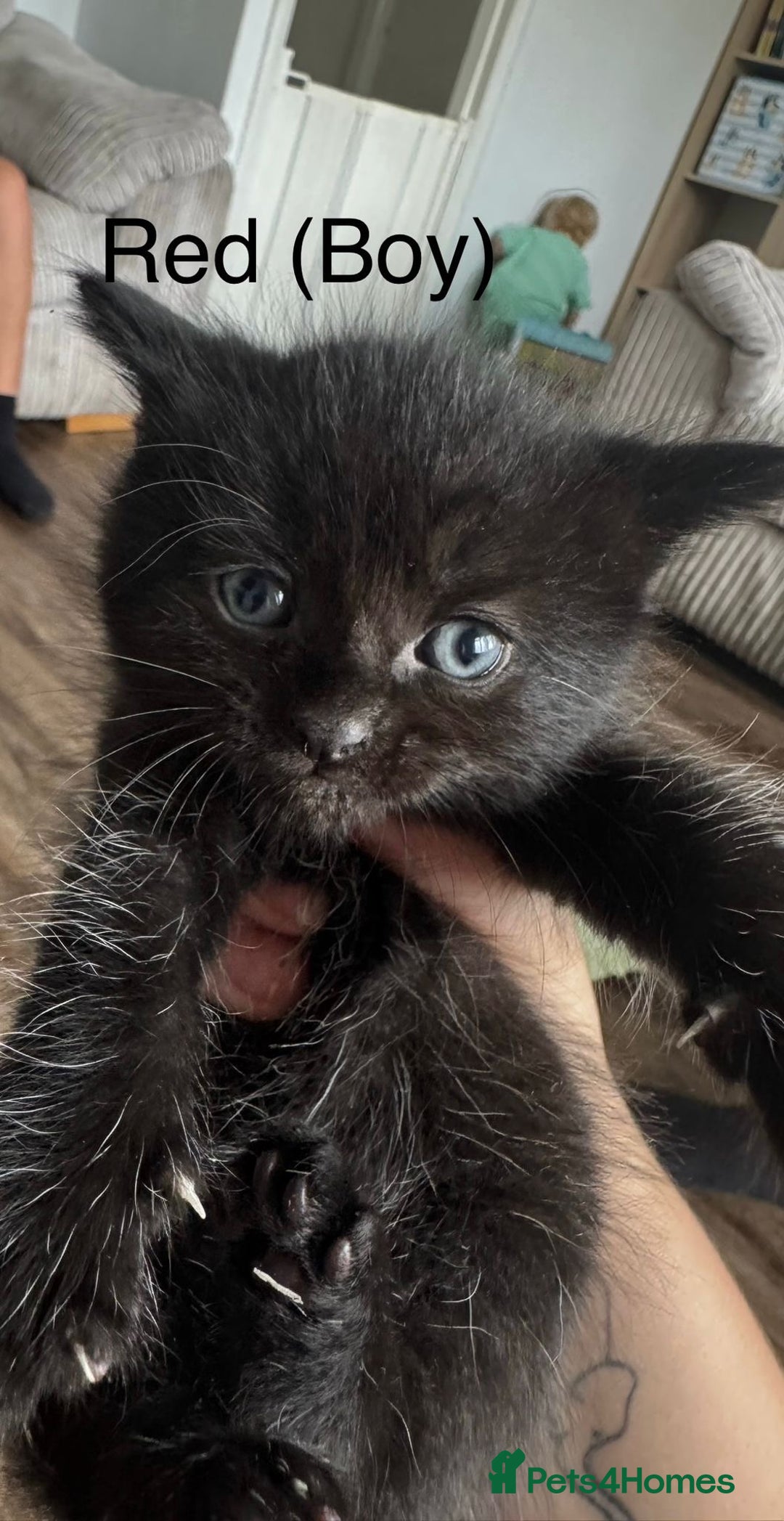 Mixed Breed cats for sale: Black mixed Kittens - Image 4