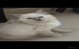 Ragdoll cats for sale: Beautiful blue ragdoll kittens - Image 6