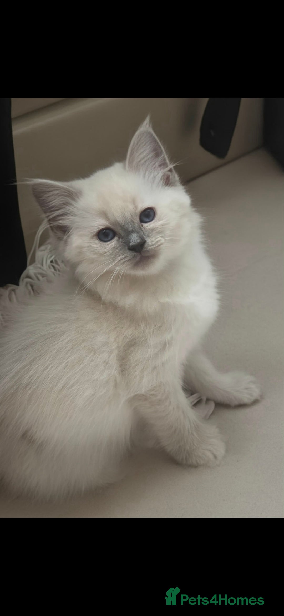 Ragdoll cats for sale: Beautiful blue ragdoll kittens - Image 6