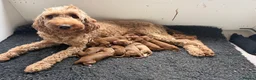 Australian Labradoodle dogs for sale: Australian x Irish doodle multi gen mix  - Advert 3