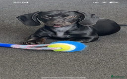 Dachshund dogs for sale: Miniature dachshund  - Image 4