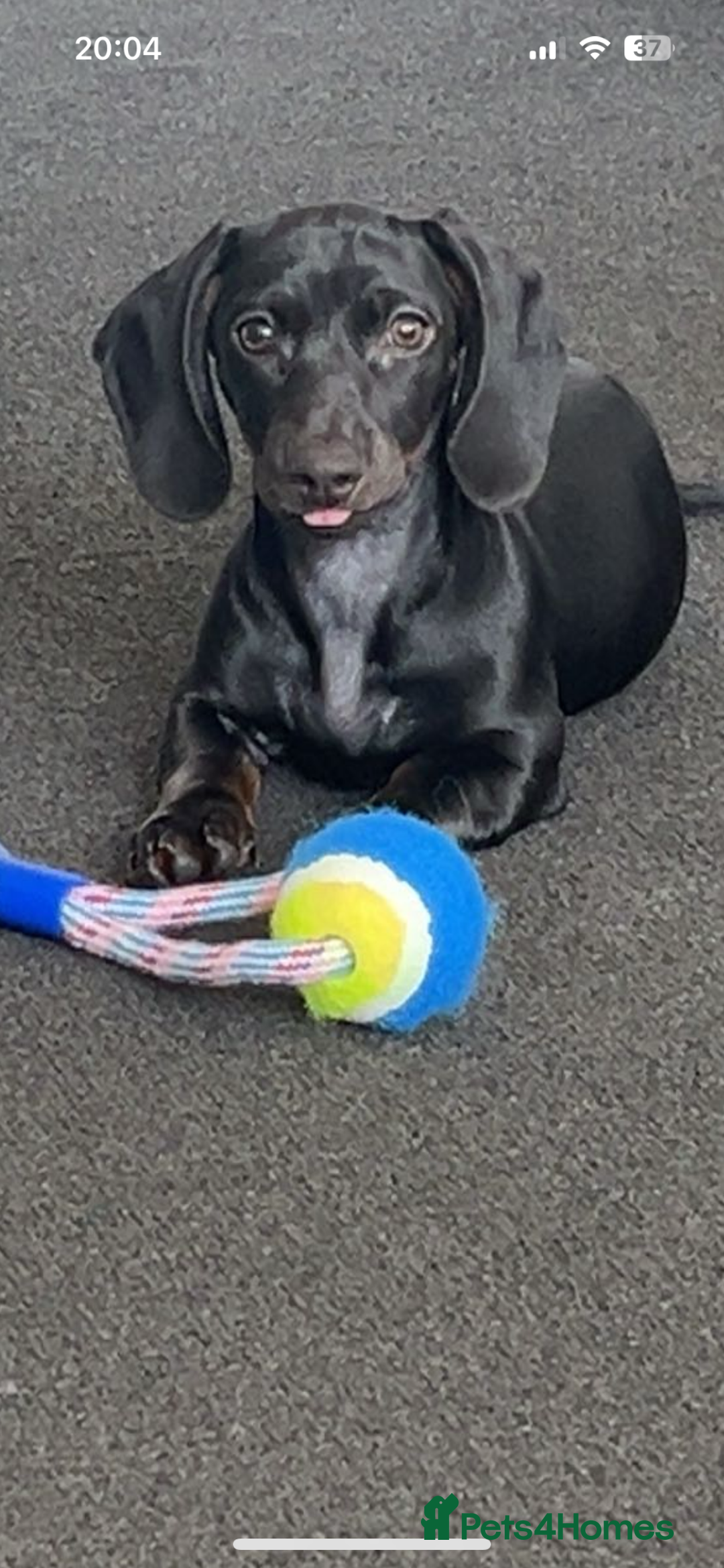 Dachshund dogs for sale: Miniature dachshund  - Image 4