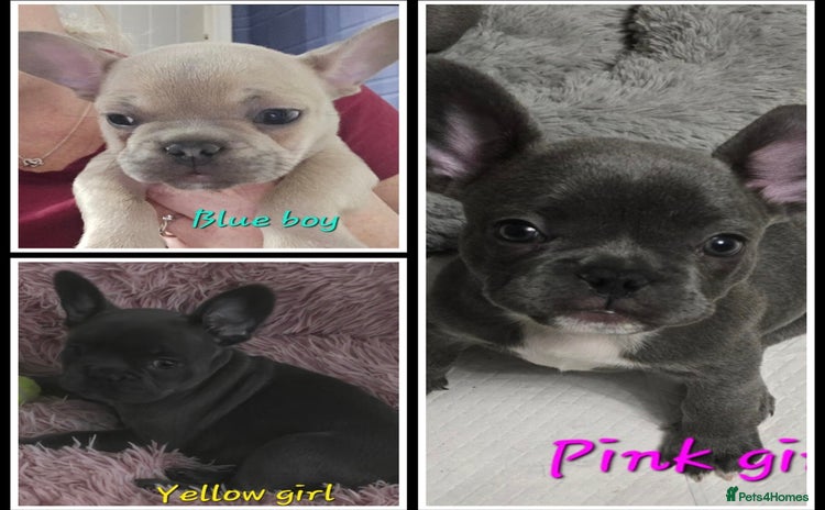 French Bulldog dogs - Advert 14
