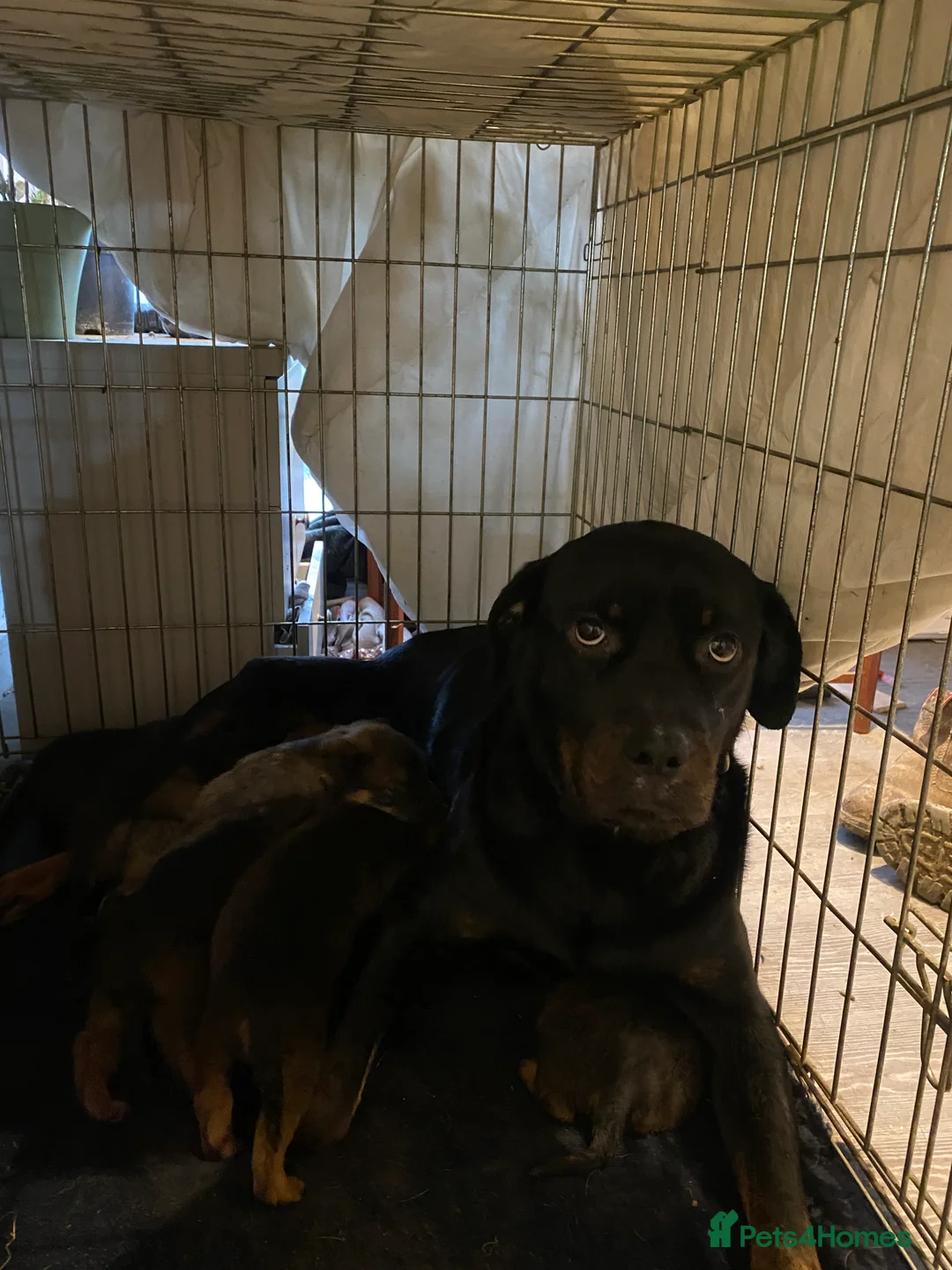 Mixed Breed dogs for sale: Rottweiler x malinois  - Advert 1