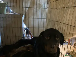 Mixed Breed dogs Rottweiler x malinois - Advert 1