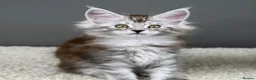 Maine Coon cats for sale: Black Smoke undercoat kittens  - Advert 27