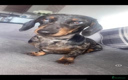 Miniature Dachshund dogs for stud: Miniature dachshund stud  - Image 2