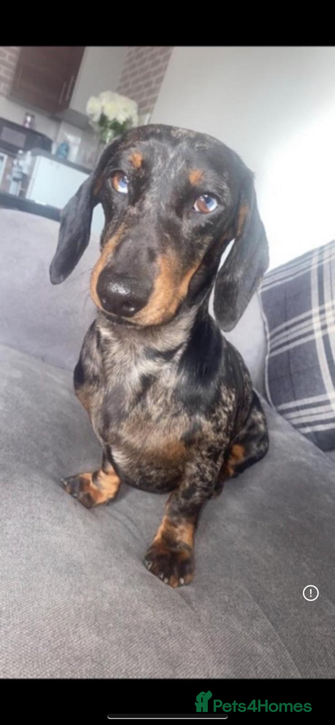 Miniature Dachshund dogs for stud: Miniature dachshund stud  - Image 2