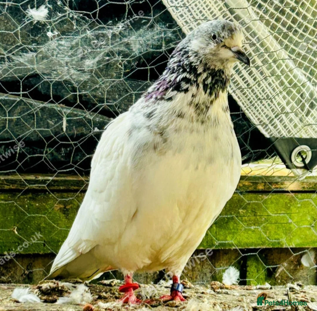 Pigeons birds for sale: White pigeon in Chelmsford - Advert 2
