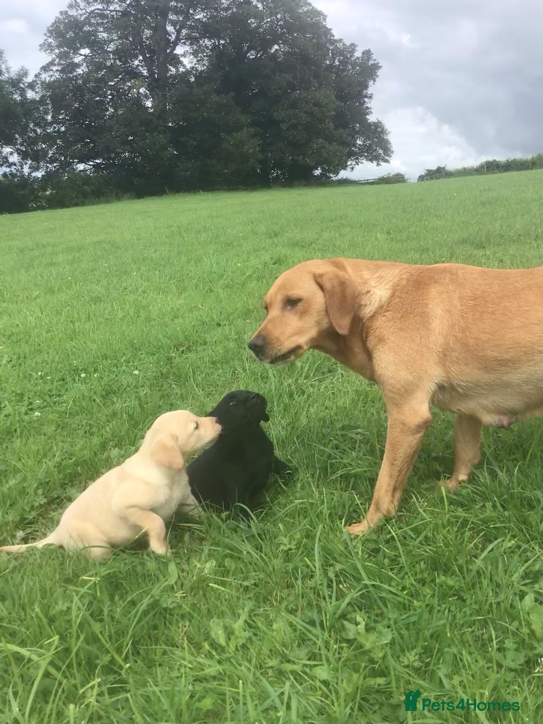 Labrador Retriever dogs for sale: Beautiful KC Reg Lab pups  - Image 7