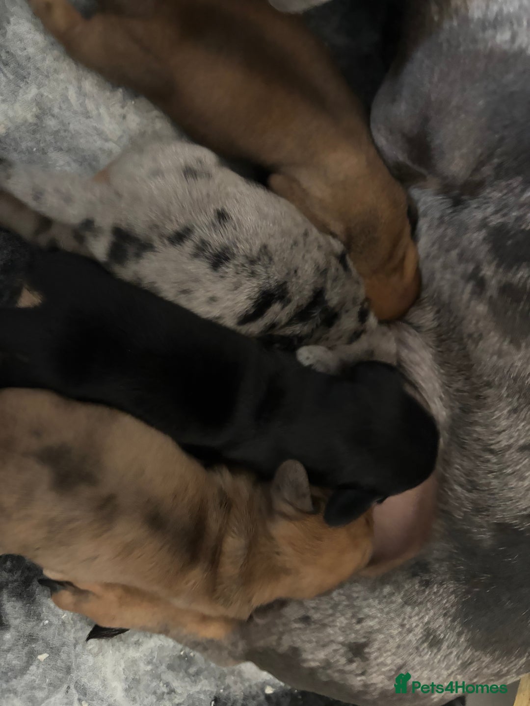 Miniature Dachshund dogs for sale: Gorgeous miniature dachshund puppies - Advert 3