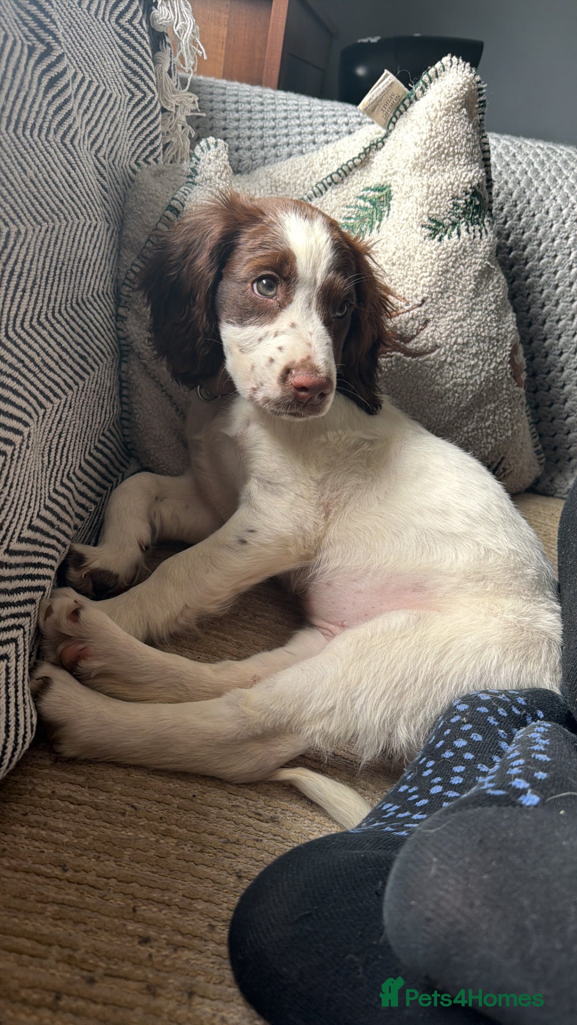 Cocker Spaniel dogs for sale: Cocker spaniel  - Advert 4