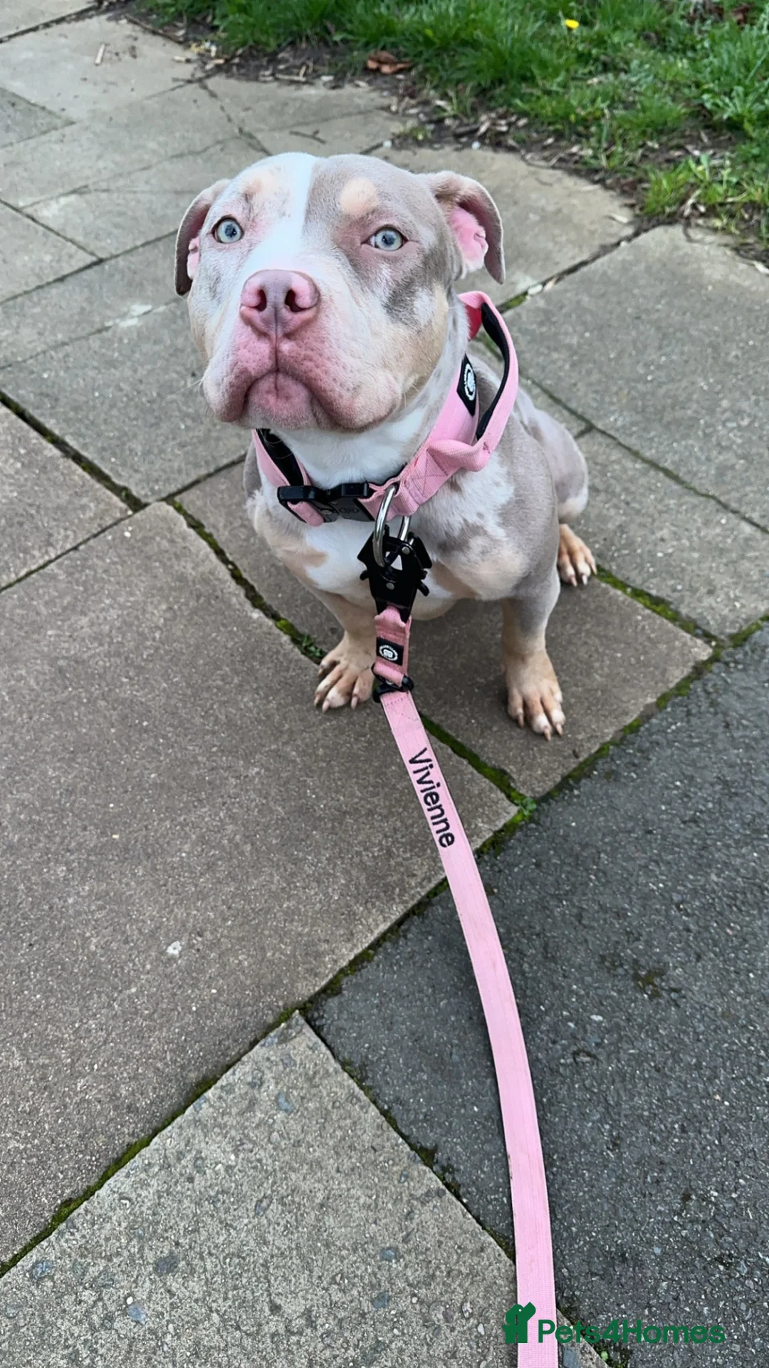 American Bully dogs for sale: Vivienne 3 year old pocket bully  - Advert 14