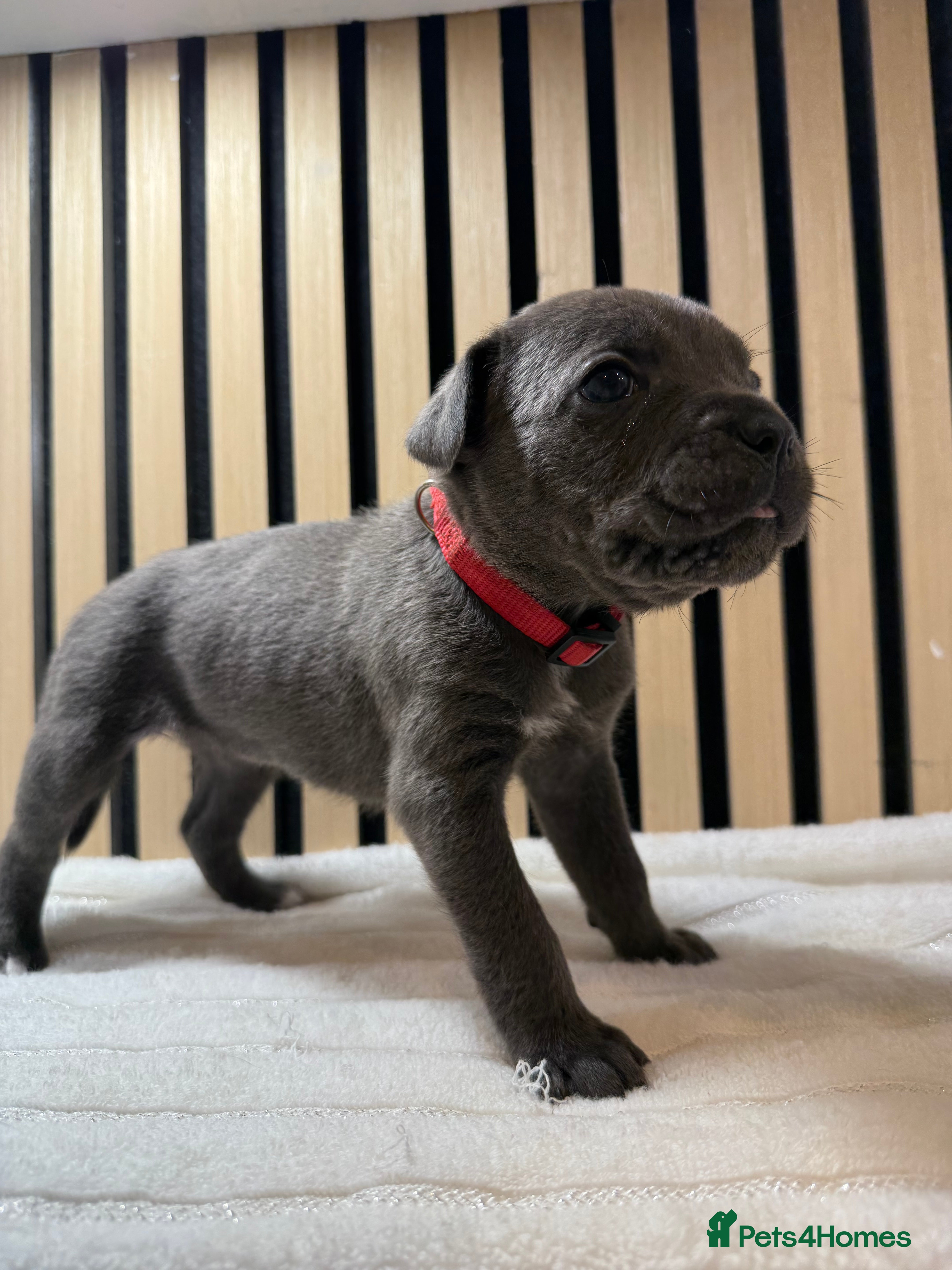 Cane Corso dogs ICF/ICCF Champion 6th GENERATION Cane Corso pups - Advert 12