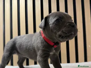 Cane Corso dogs ICF/ICCF Champion 6th GENERATION Cane Corso pups - Advert 12