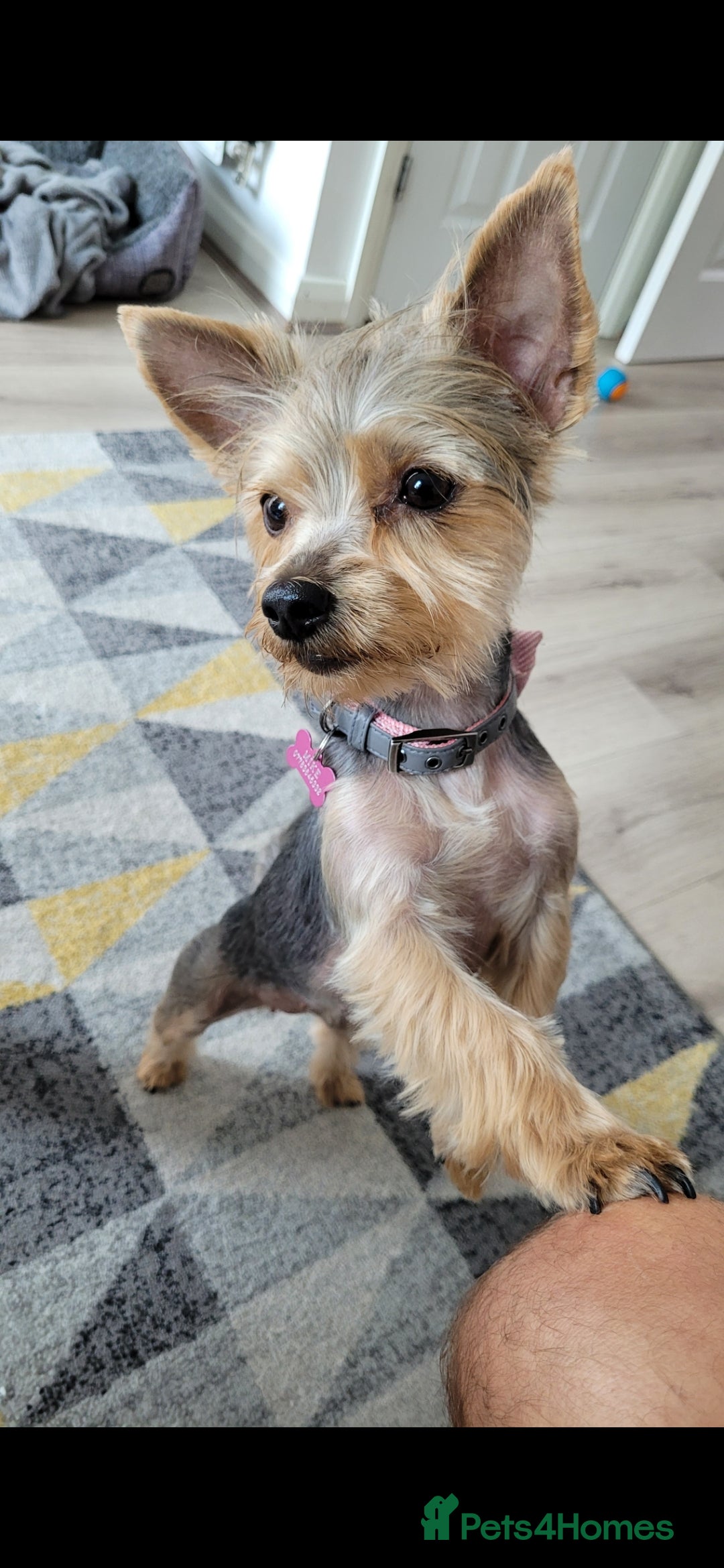 Yorkshire Terrier dogs for sale: Yorkshire terrier  - Advert 3