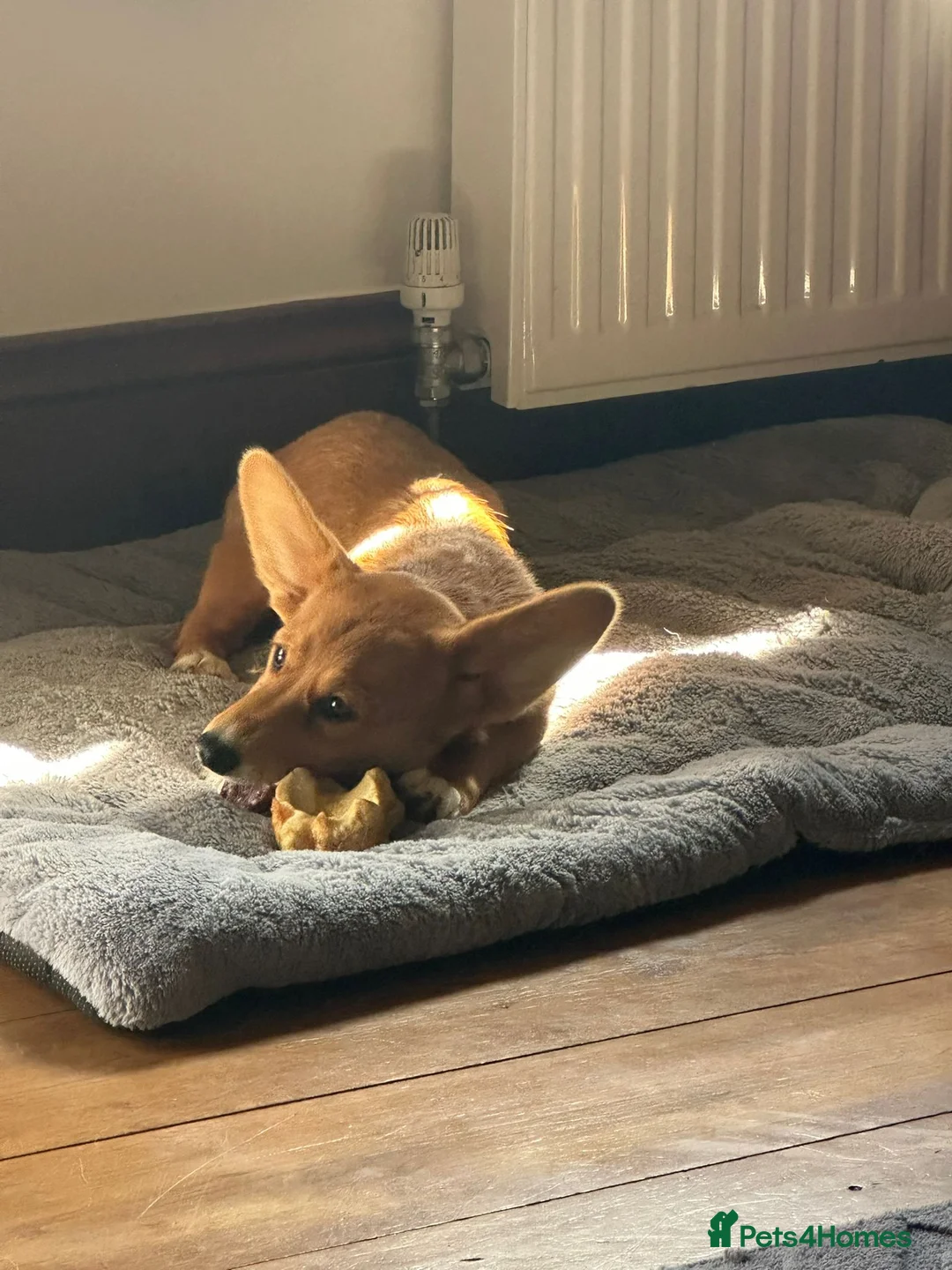 Welsh Corgi Cardigan dogs for sale: Welsh cardigan corgi  in Radstock - Advert 6