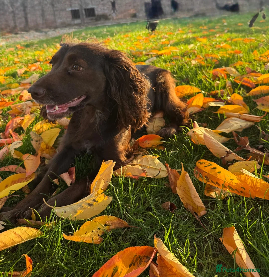 Cocker Spaniel dogs for sale: Beautiful Working cocker spaniels.  in Spalding - Advert 16
