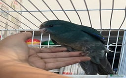 Parakeets birds for sale: Young female kakariki  - Advert 9