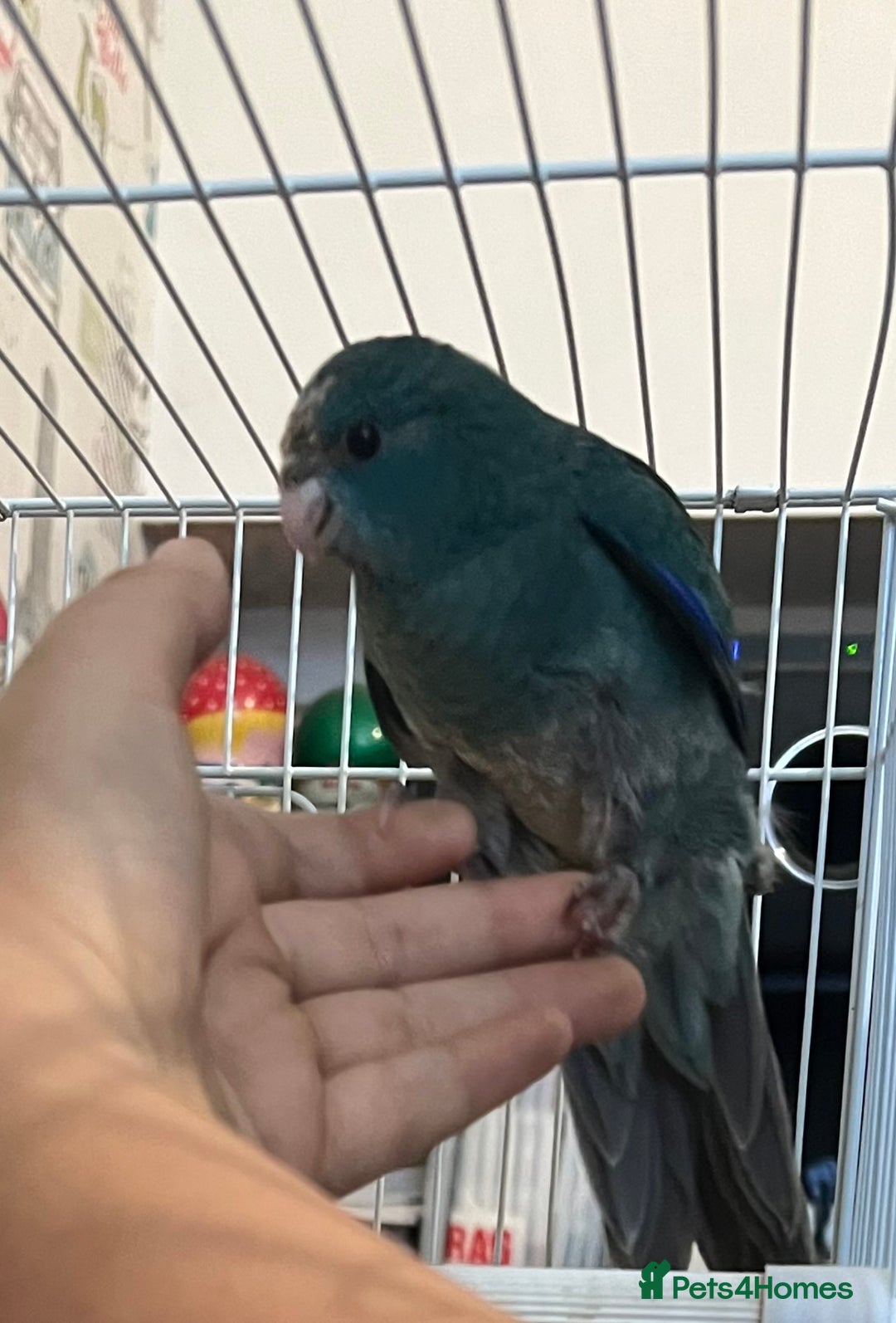 Parakeets birds for sale: Young female kakariki  - Advert 9