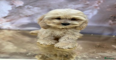 Cockapoo dogs - Advert 14