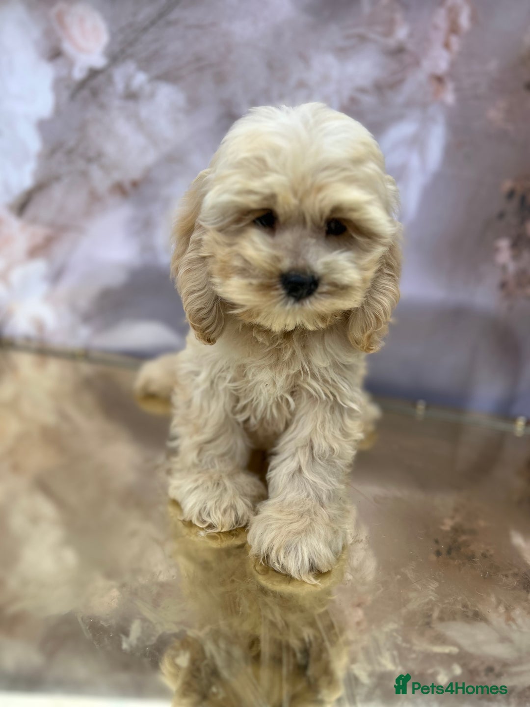 Cockapoo dogs for sale: YANKYDOODLES (COCKERPOOS) - Image 2