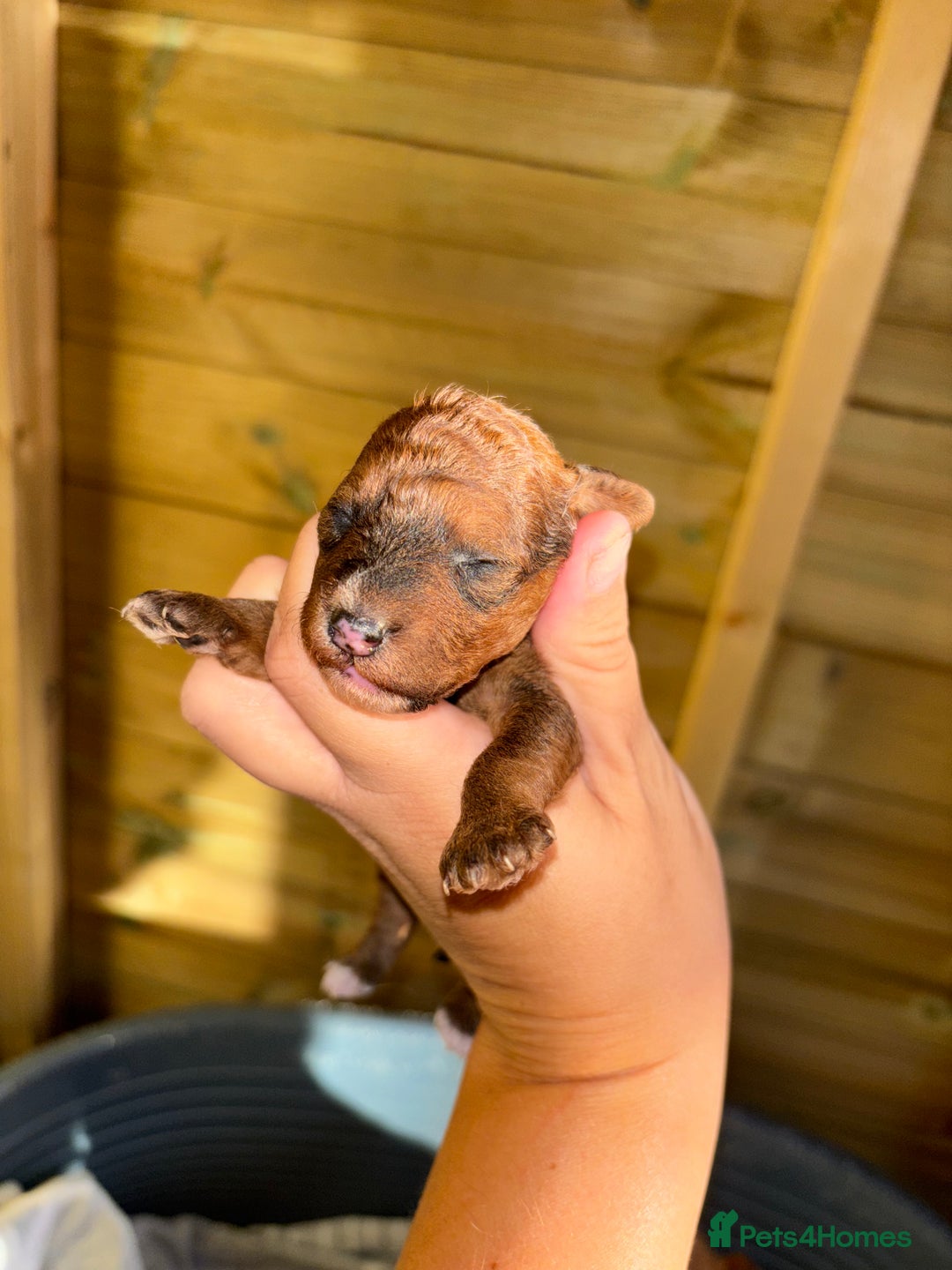 Mixed Breed dogs for sale: Foxipoo puppy’s  - Image 12