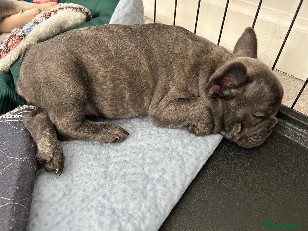 French Bulldog dogs for sale: Boy&girl looking for ⭐️⭐️⭐️⭐️forever home 🏠🐶🐾 - Advert 2
