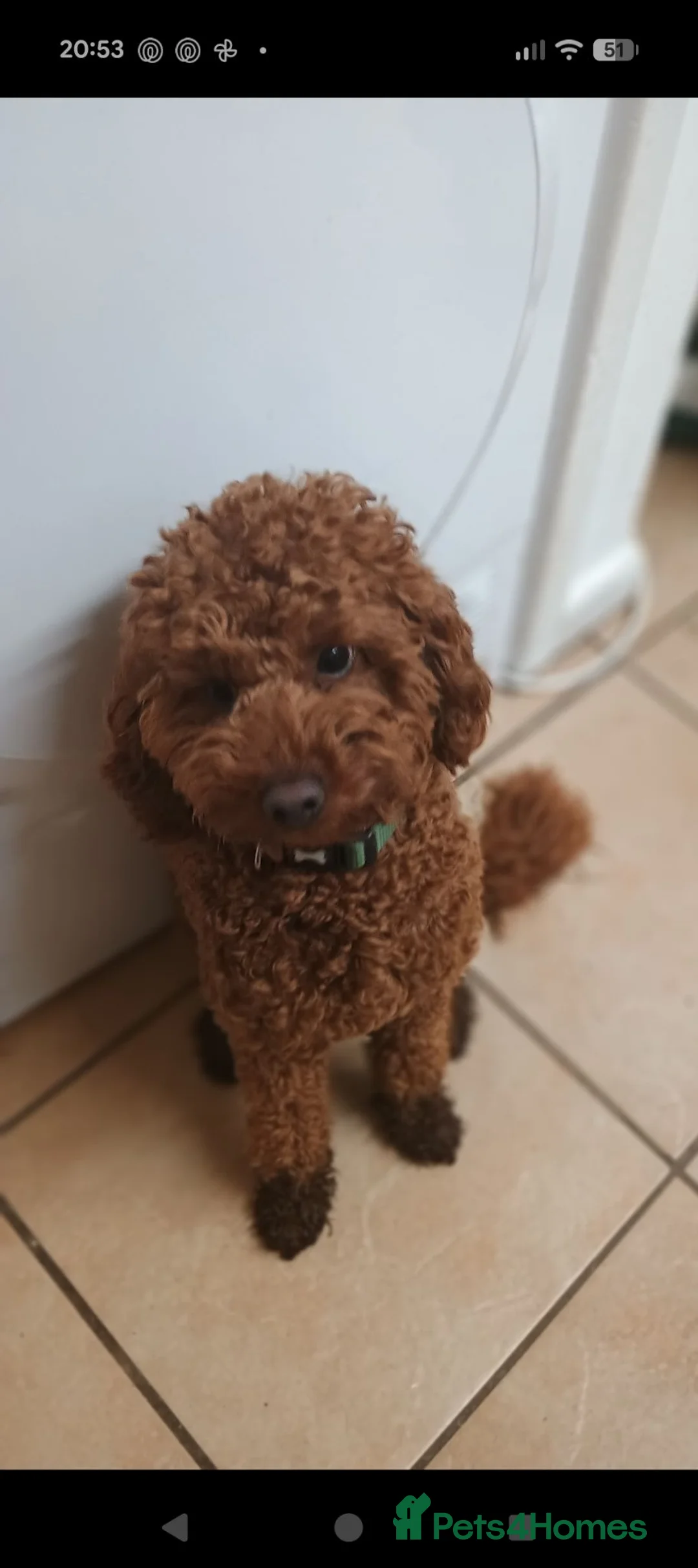 Mixed Breed dogs for sale: 4 cavapoo x puppies due this week  - Advert 2