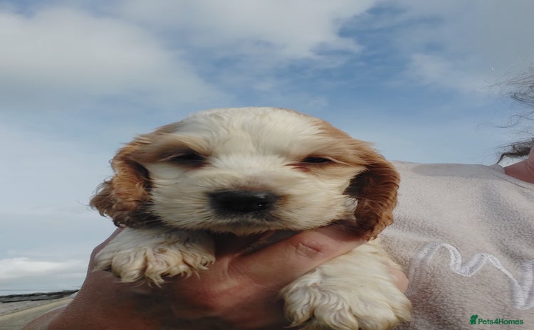 Cocker Spaniel dogs - Advert 16