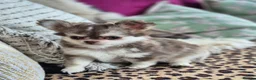 Chihuahua dogs for sale: Amazing Longcoat Apple head Chihuahua Puppies - Advert 15