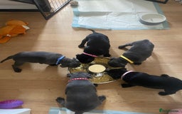 Staffordshire Bull Terrier dogs for sale: Beautiful Staffordshire bull terrier puppy’s  - Image 14