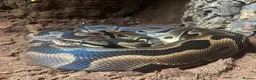 Python Snake reptiles for sale: Ball pythons looking for new home  - Advert 9