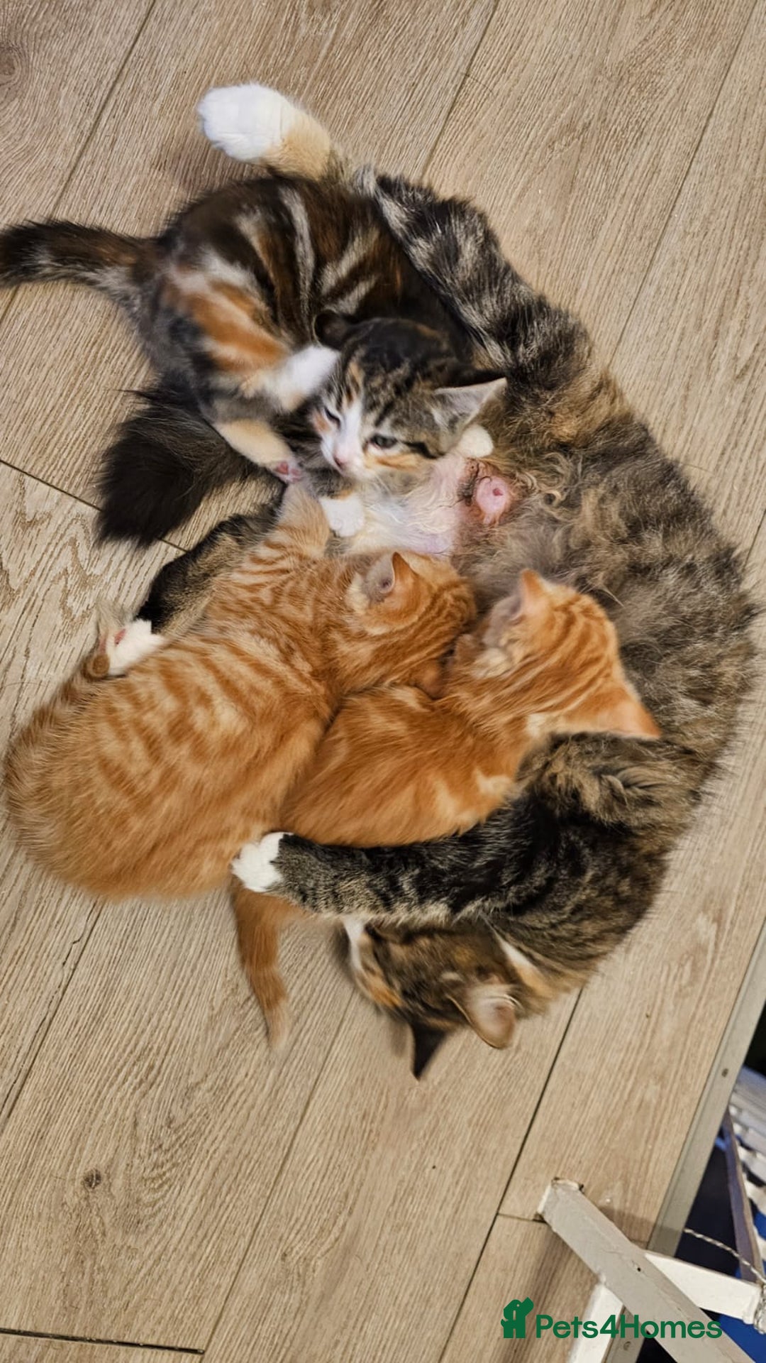 Domestic Shorthair cats for sale: All kittens now gone - Advert 3