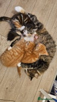 Domestic Shorthair cats 3 Adorable Kittens for Sale - Advert 4
