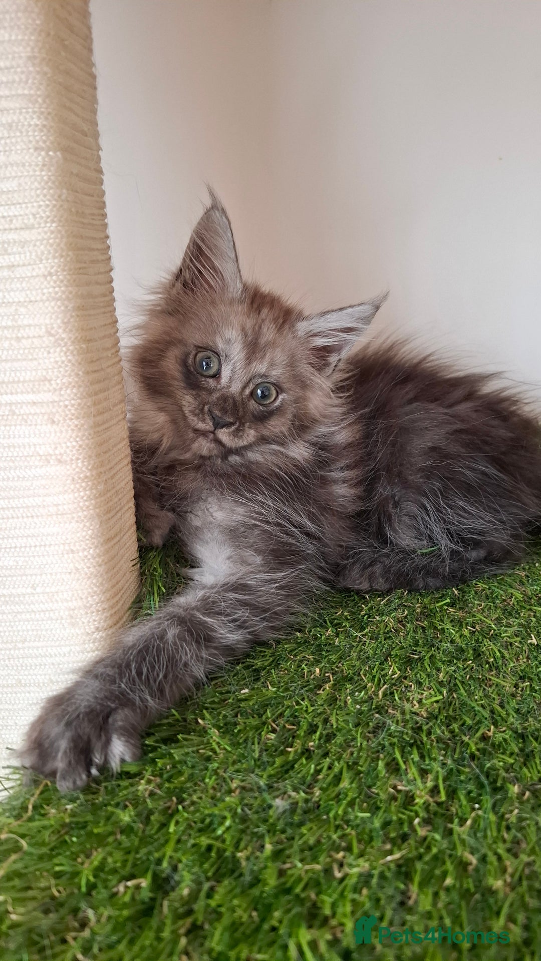 Maine Coon cats for sale: Pedigree Maine Coon kittens  - Image 7