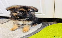 German Shepherd dogs for sale: German shepherd puppies  - Image 16