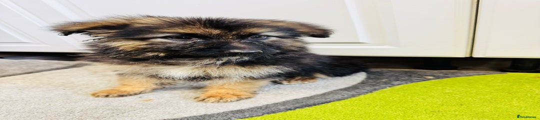 German Shepherd Puppy 5