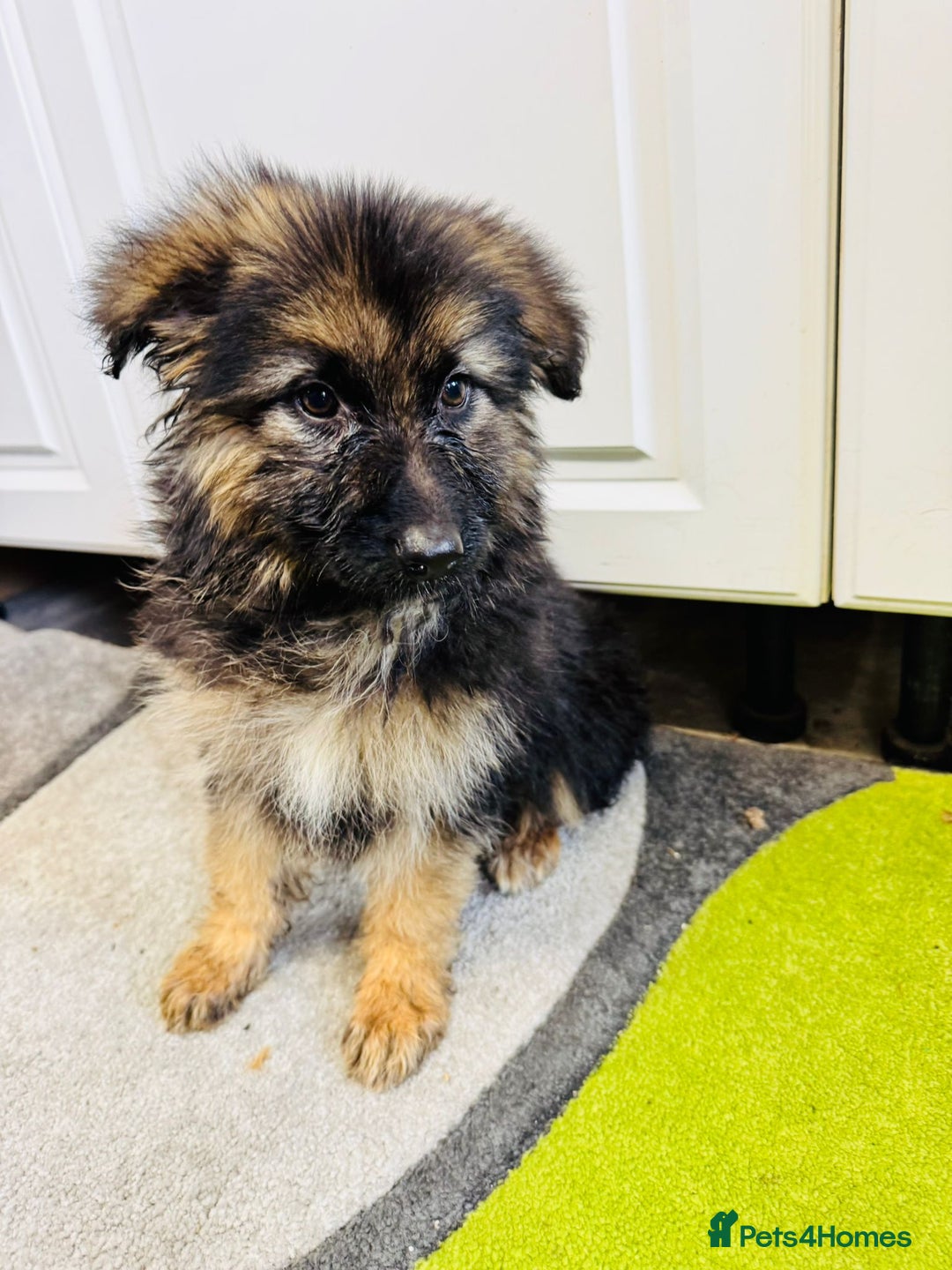 German Shepherd dogs for sale: German shepherd puppies  - Image 16
