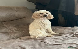 Toy Poodle dogs for sale: Gorgeous Toy Poodle Puppies - Advert 3