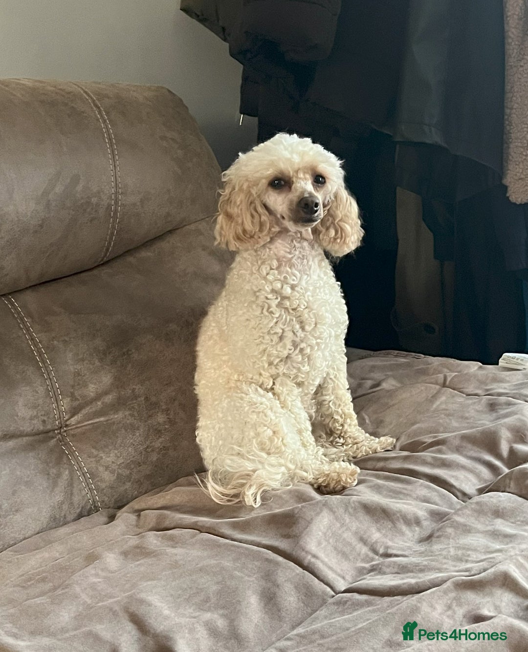 Toy Poodle dogs for sale: Gorgeous Toy Poodle Puppies - Advert 3