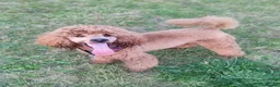 Cavapoo dogs for sale: Cavapoo puppies - Advert 15