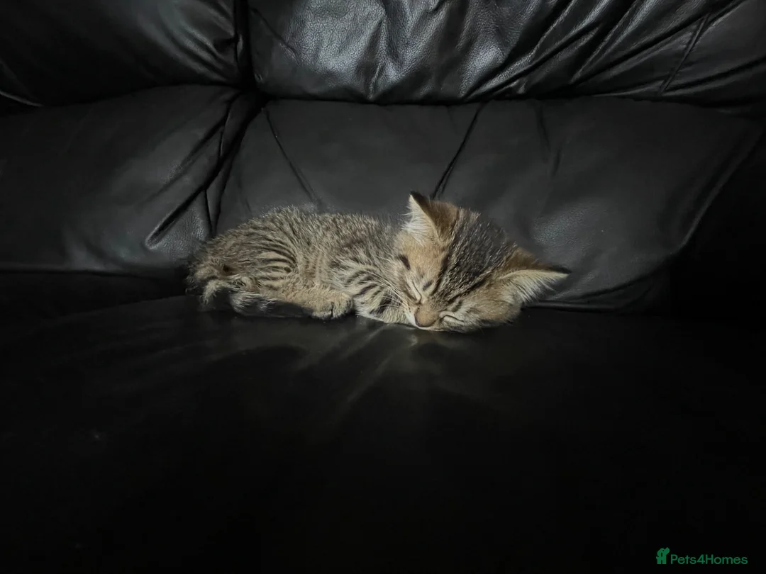 Mixed Breed cats for sale: Mum is Persian Cincilla  in Thornton Heath - Advert 5