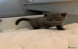 British Shorthair cats for sale: British Shorthair Kittens – Sweet Round Faces 🐻💛 - Image 3