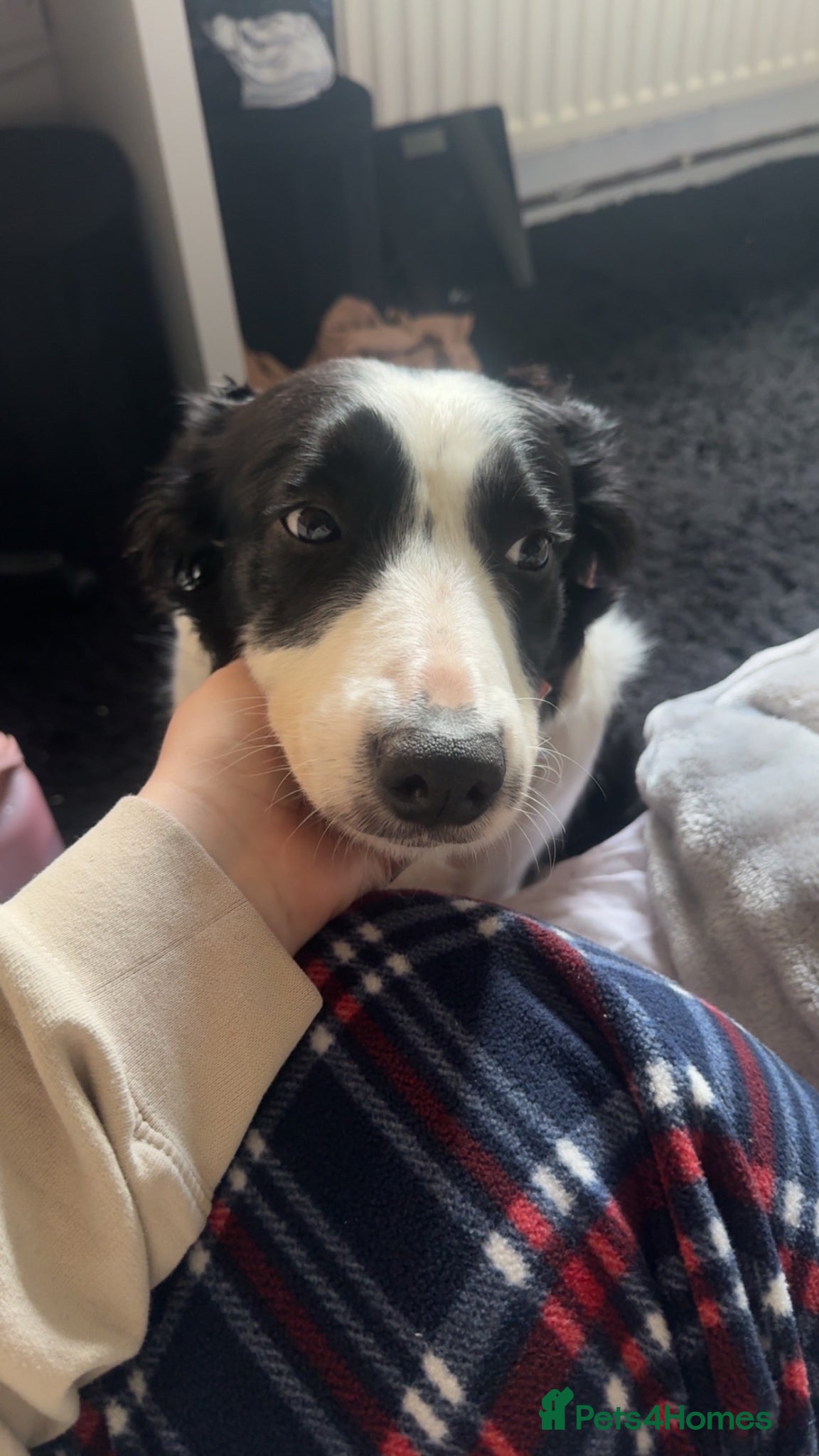 Border Collie dogs Sally 6 year old border collie  - Advert 11