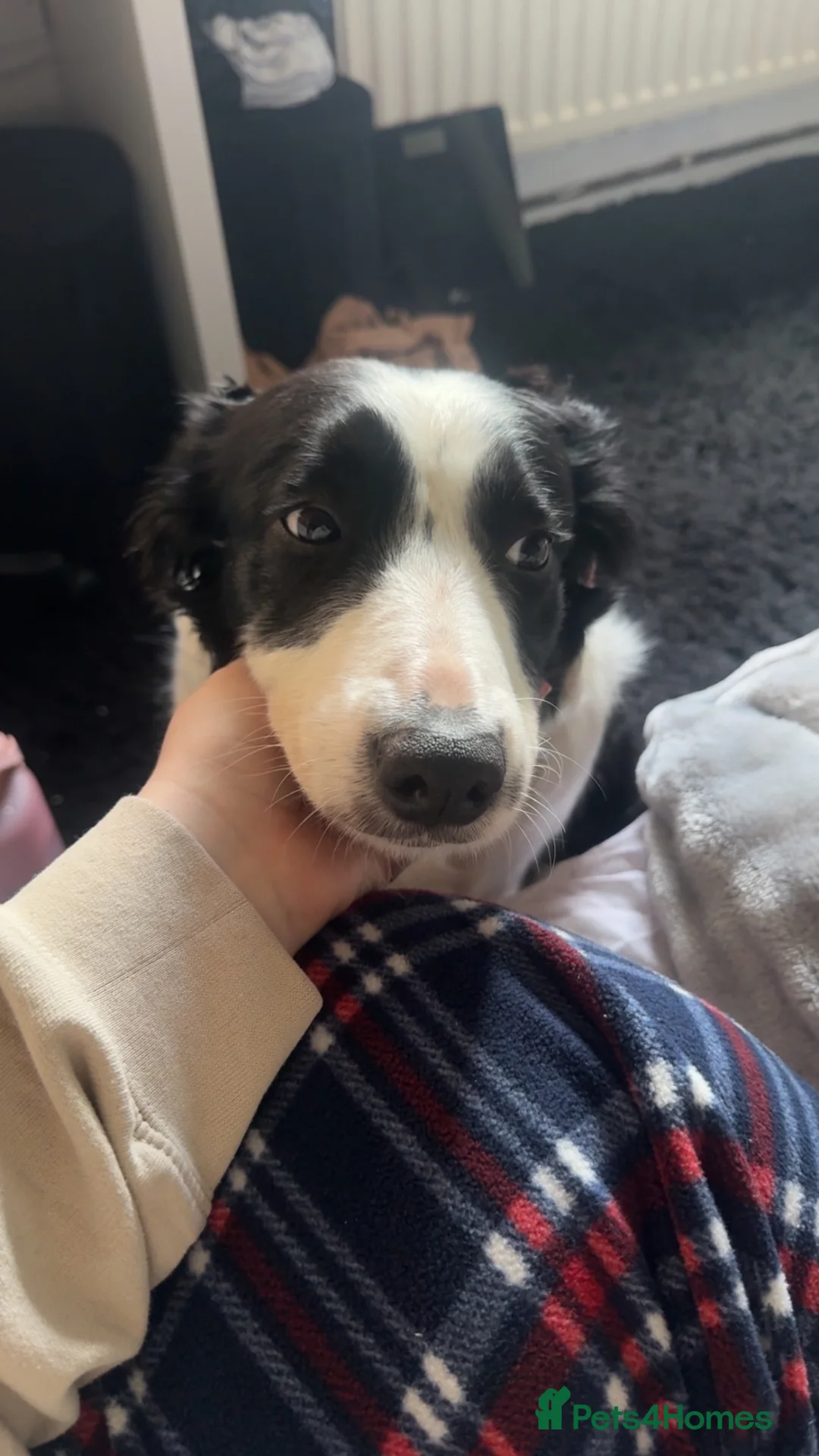 Border Collie dogs for sale: Sally 6 year old border collie  in Stoke-on-Trent - Advert 1