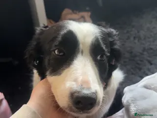 Border Collie dogs Sally 6 year old border collie - Advert 18