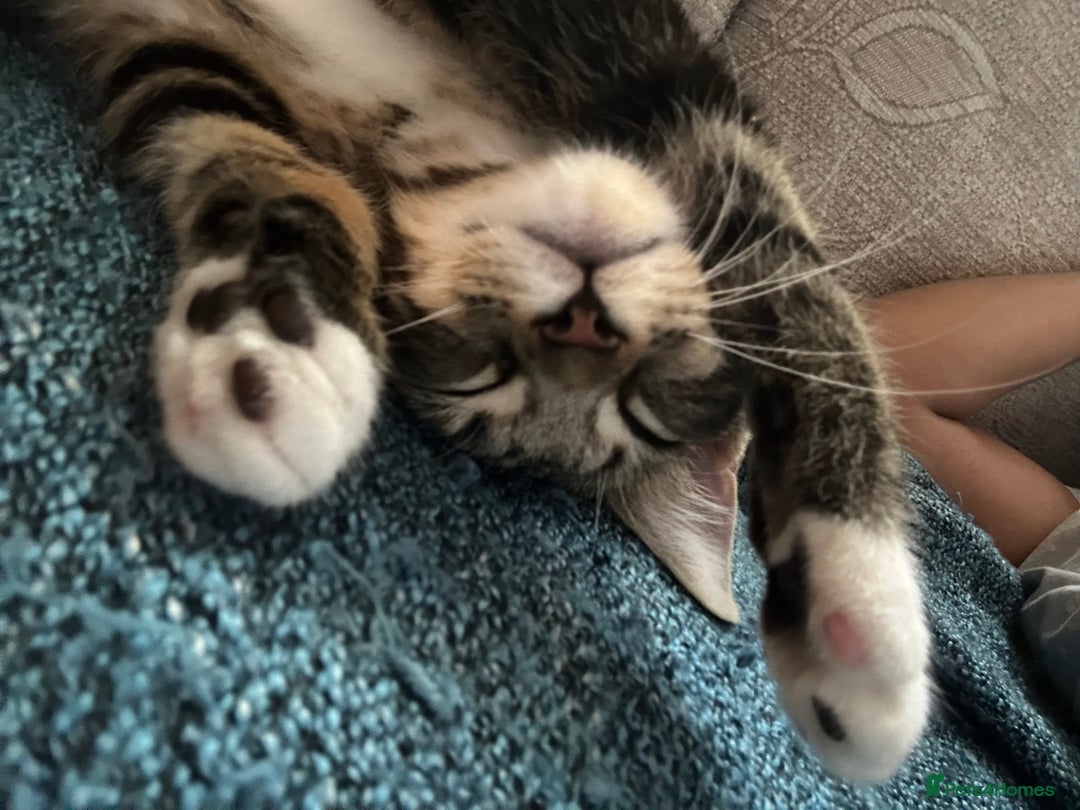 British Shorthair cats for sale: LAST KITTENS !! - Image 9