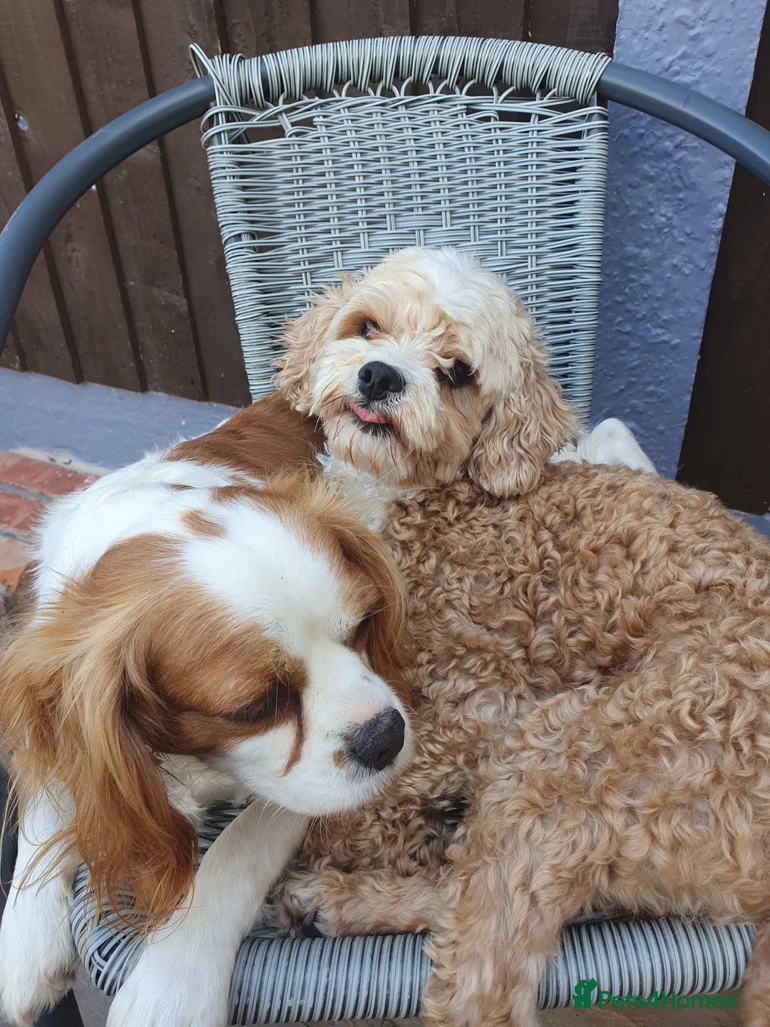 Cavapoo dogs for sale: Miniature cavapoos  - Advert 12